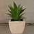Aloevera plant in a small white pot - left_view