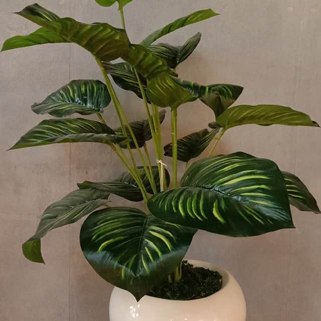 White Pot with Green Plant Planter - top_view