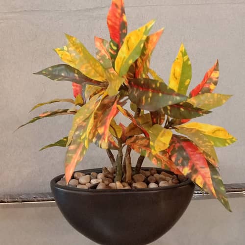 Black Pot with Colourful Plant