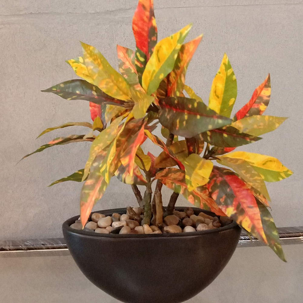 Black Pot with Colourful Plant - photo