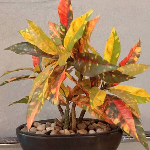 Black Pot with Colourful Plant