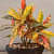 Black Pot with Colourful Plant - front_view