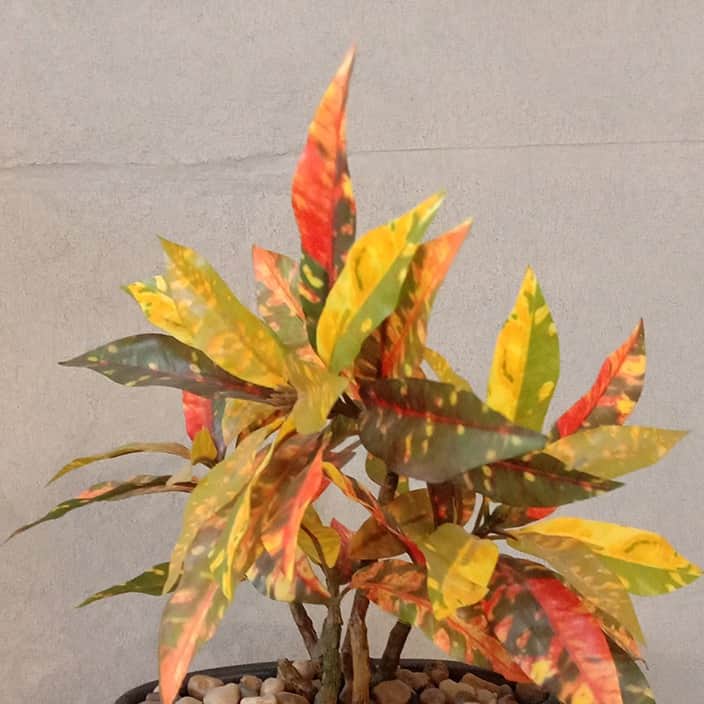 Black Pot with Colourful Plant - top_view