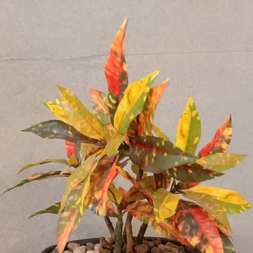 Black Pot with Colourful Plant