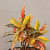 Black Pot with Colourful Plant - top_view