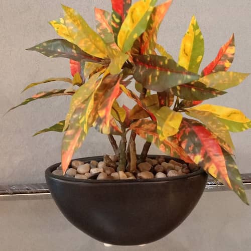Black Pot with Colourful Plant