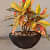 Black Pot with Colourful Plant - rear_view