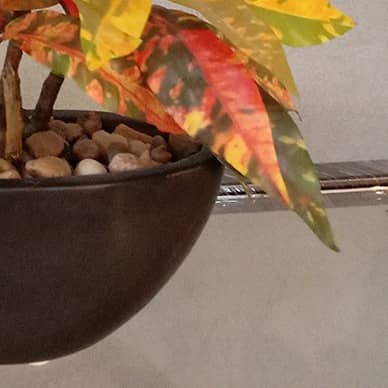 Black Pot with Colourful Plant