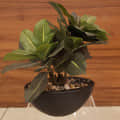 Black Round Table Pot with Plant - front_view
