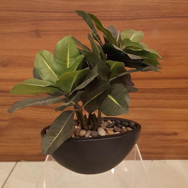 Black Round Table Pot with Plant - rear_view