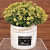 White Ceramic Pot With Small Artificial Flowers - front_view