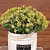White Ceramic Pot With Small Artificial Flowers - top_view