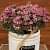 White Ceramic Small Flower Planter - front_view