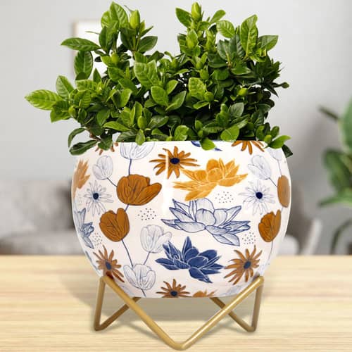 Lotus Tulip Divine Metal Pot 5"