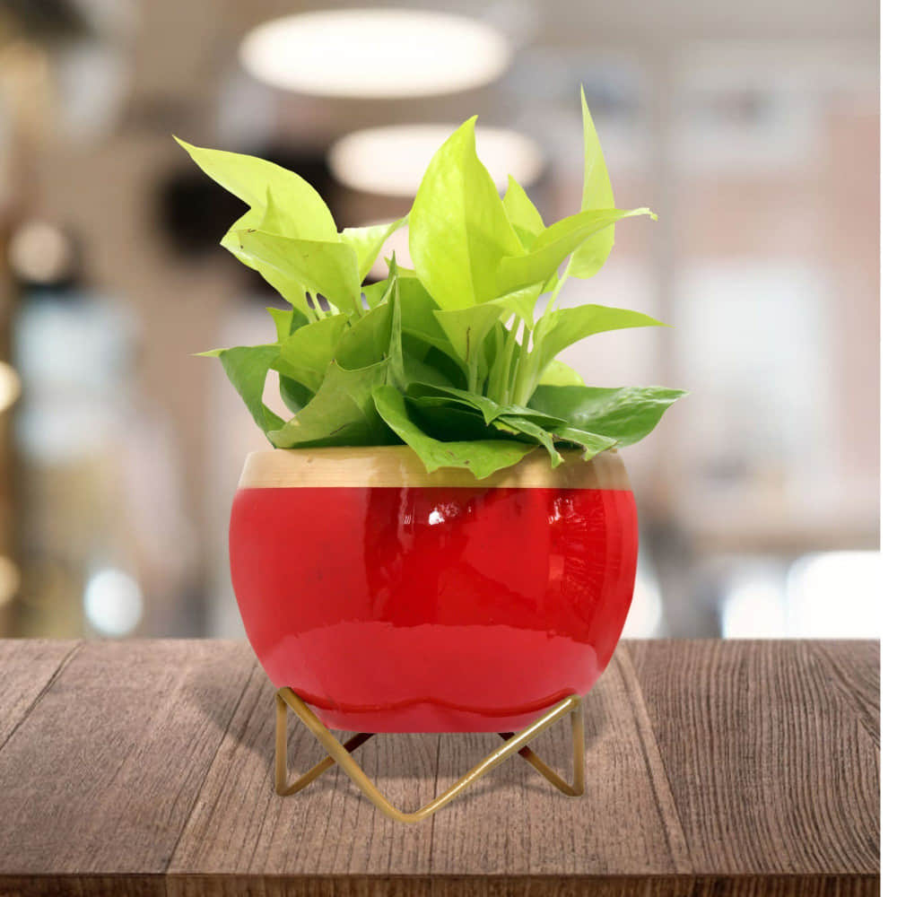 Red & Golden Dual Tone Metal Pot 5" - photo