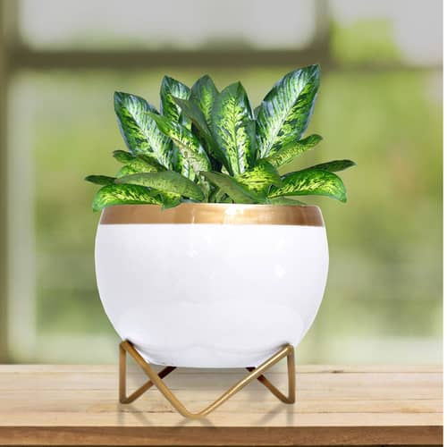 White & Golden Dual Tone Metal Pot 5"