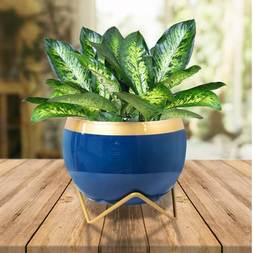 Blue & Golden Dual Tone Metal Pot 5"