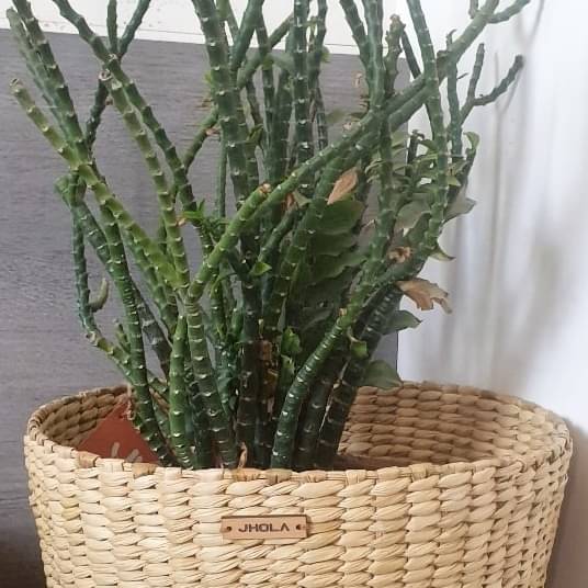 Oval Shape made of Kauna Grass Planter