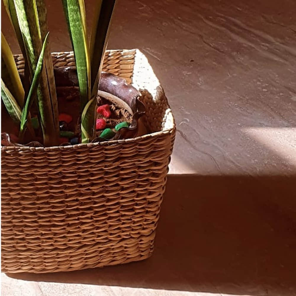 V-Shape Kauna Grass Planter - photo