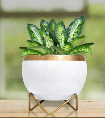 White & Golden Dual Tone Metal Pot 5" - top_view