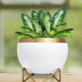 White & Golden Dual Tone Metal Pot 5" - top_view