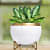White & Golden Dual Tone Metal Pot 5" - top_view