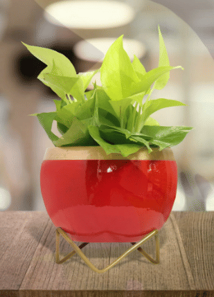 Red & Golden Dual Tone Metal Pot 5"