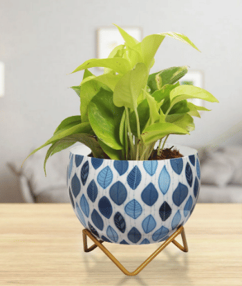 Leafy Design Metal Pot 5" - top_view