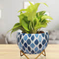 Leafy Design Metal Pot 5" - top_view