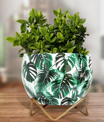 Monstera Deliciosa Leaves Metal Pot 5" - top_view