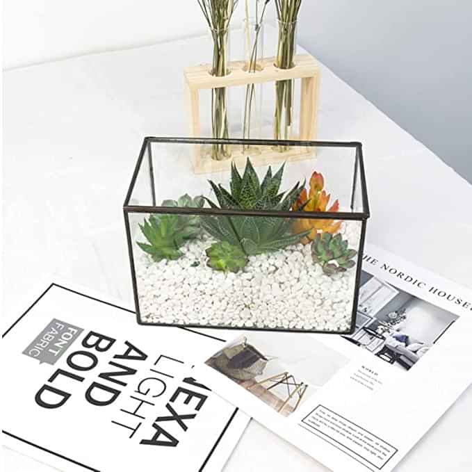 Black Frame Plant Terrarium - photo