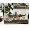 Black Frame Plant Terrarium - front_view