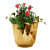 Pure Brass Lining Design Planter - photo