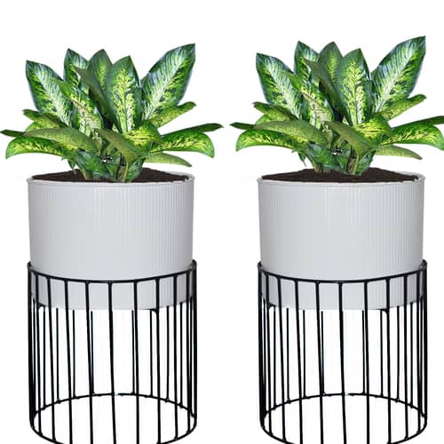 Medium Protracted Metal Wire Based Planter Stand With Metal - Set of 2