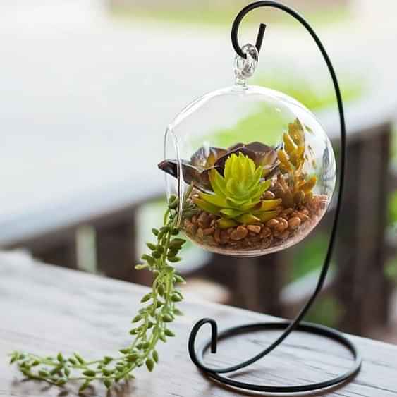 Hanging Glass pot for small Plants - photo