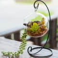 Hanging Glass pot for small Plants - photo