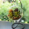 Hanging Glass pot for small Plants - front_view