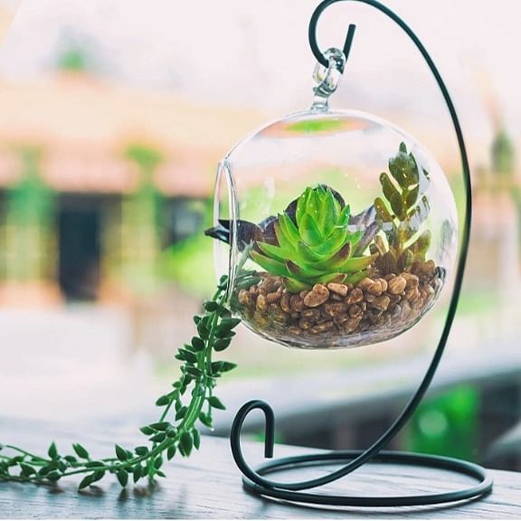 Hanging Glass pot for small Plants