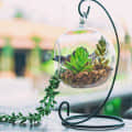 Hanging Glass pot for small Plants - top_view