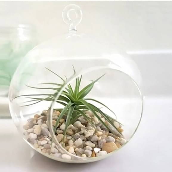 Hanging Glass pot for small Plants