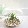Hanging Glass pot for small Plants - rear_view