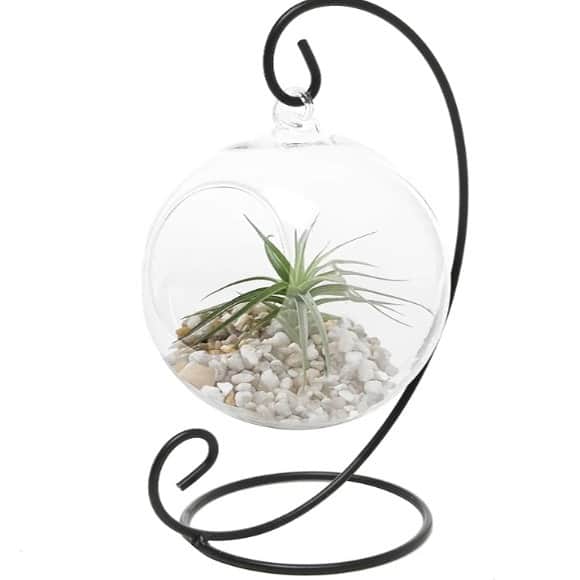 Hanging Glass pot for small Plants - right_view