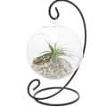Hanging Glass pot for small Plants - right_view