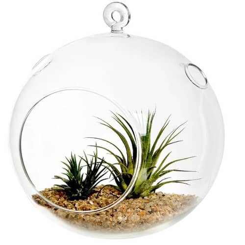 Hanging Planter Crystal Glass Terrarium Ball