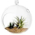 Hanging Planter Crystal Glass Terrarium Ball - photo