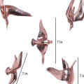 Bristol Copper Aluminium Decorative Birds Set of 5 - rear_view