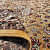 Gold Royal Silk Carpet With 18mm Pile - photo